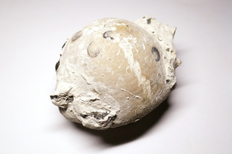 Echinocorys scutata_3.JPG