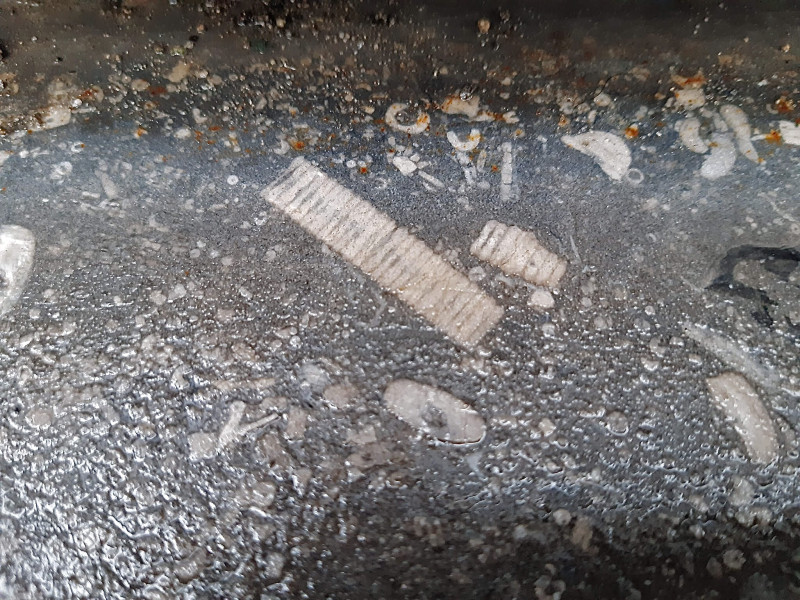 76B994B2-653E-43DE-8342-E683F3BFBC0C.jpeg (1.25 MiB) 152368 keer bekeken Crinoïde steeltjes.