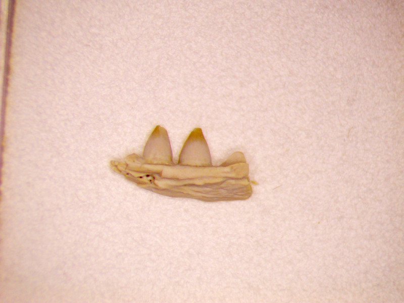 Ophistodon.jpg
