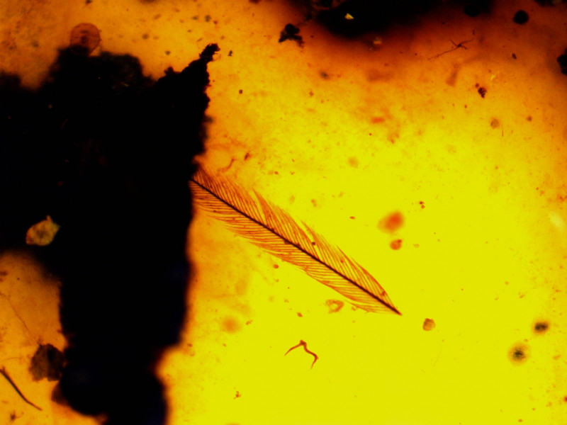 feather.jpg