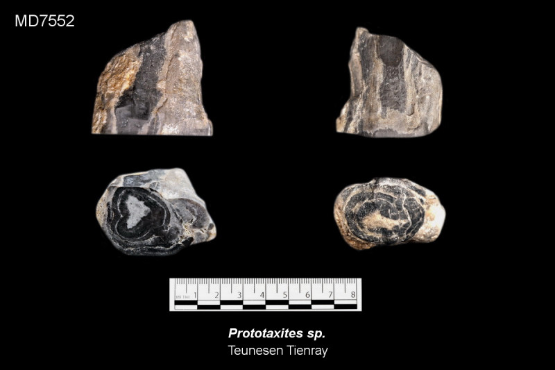 MD7552.jpg