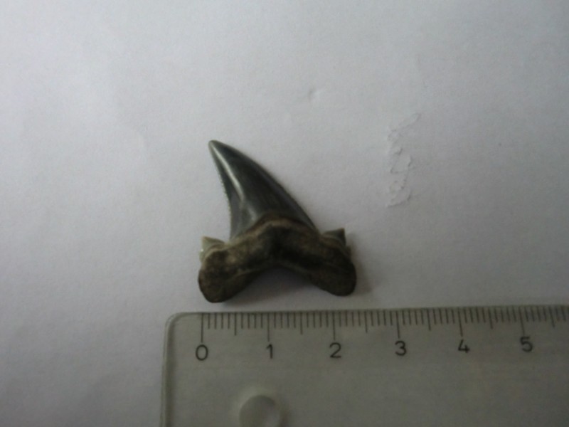 CIMG6114.JPG
