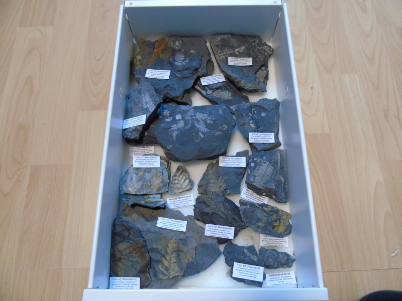 DSC02439 (2).JPG