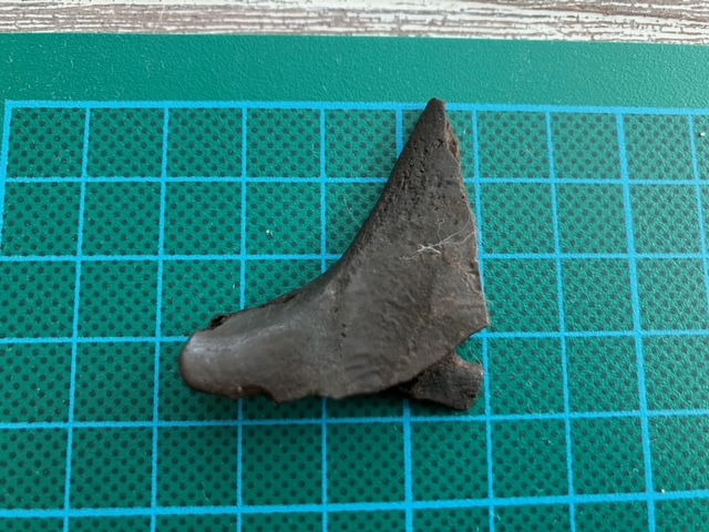 image1.jpeg