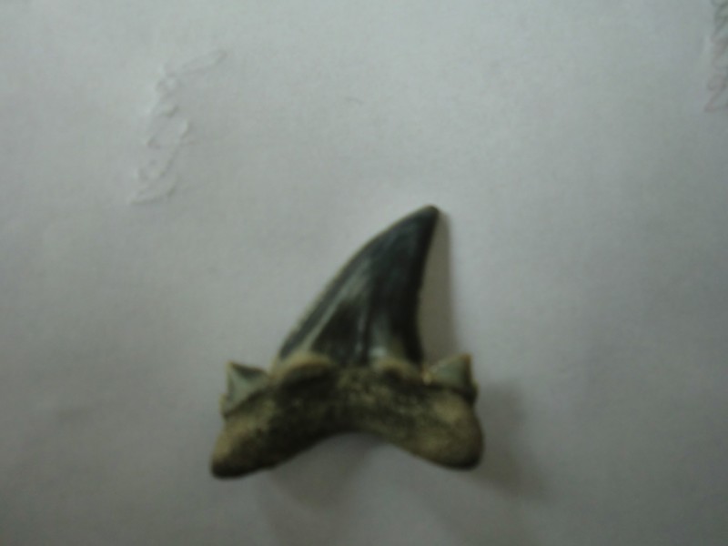 CIMG6118.JPG