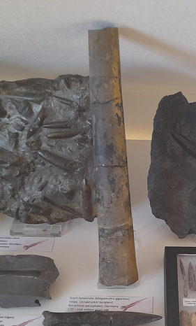 Screenshot 2024-12-20 at 22-55-03 20241121_113703.jpg (JPEG-afbeelding 4000 × 3000 pixels) - Geschaald (22%).png