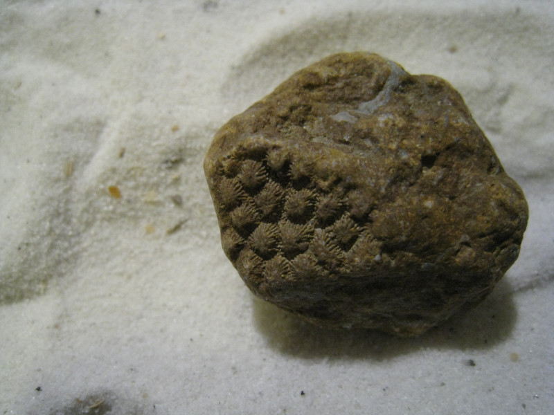 Ingezoomd