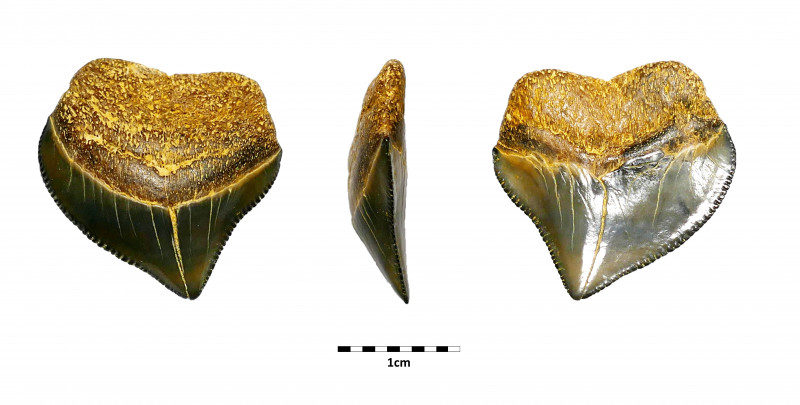 Sibbergroeve_LSAU_Squalicorax_pristodontus.jpg