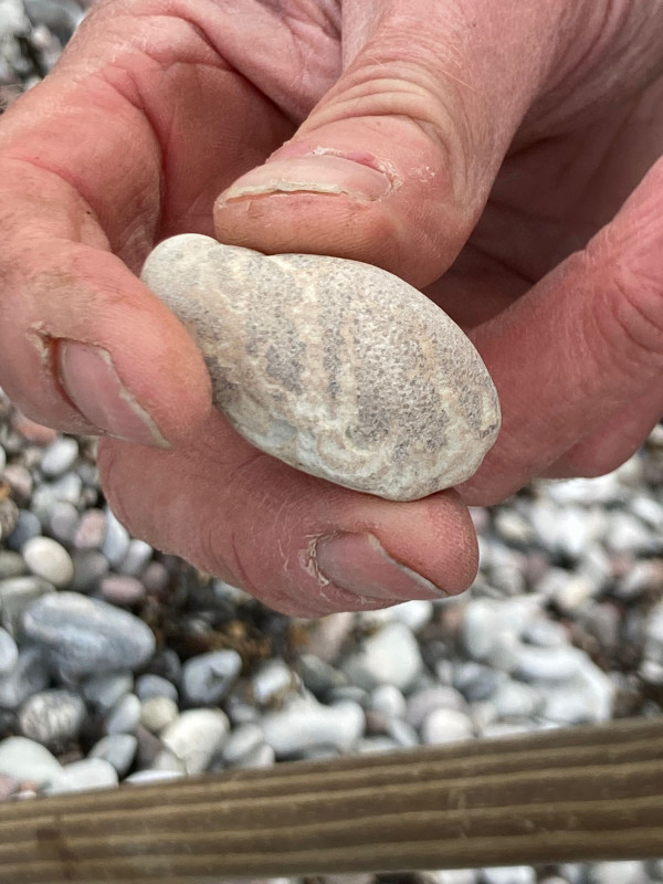 Gotland 2024-05-09 17.39 Mijn eerste zelfgevonden Caryoconus gothlandicus.jpg