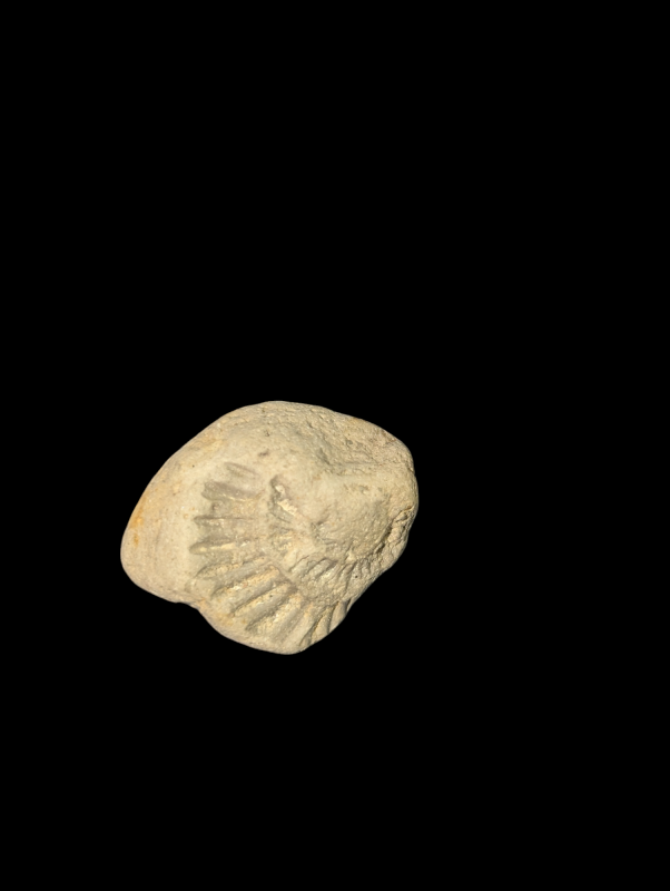 Photoroom-20241008_200646.png