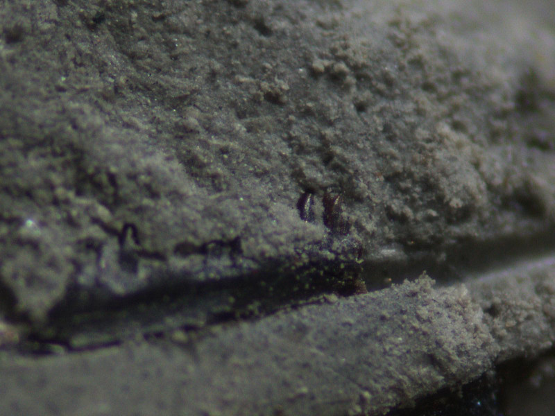 4F92FE16-6D20-4399-9F32-C764FF44EED6.jpeg (179.66 KiB) 1604 keer bekeken 4F92FE16-6D20-4399-9F32-C764FF44EED6.jpeg