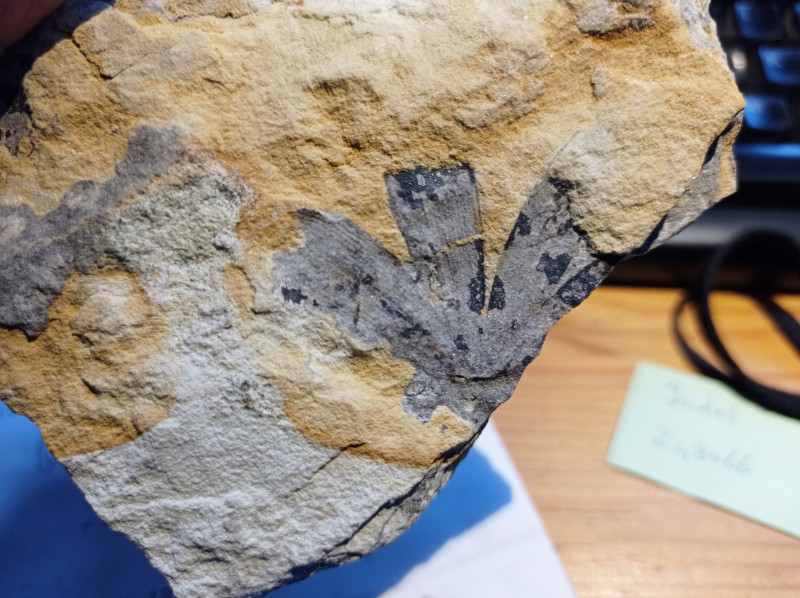 Ginkgoites huttoni Midden-Jura Scalby Ness bij Scarborough   1734961654887.jpg