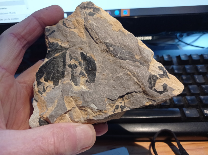 Ginkgoites huttoni Midden-Jura Scalby Ness bij Scarborough  1734961654910.jpg