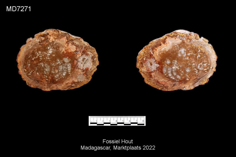 MD7271.jpg