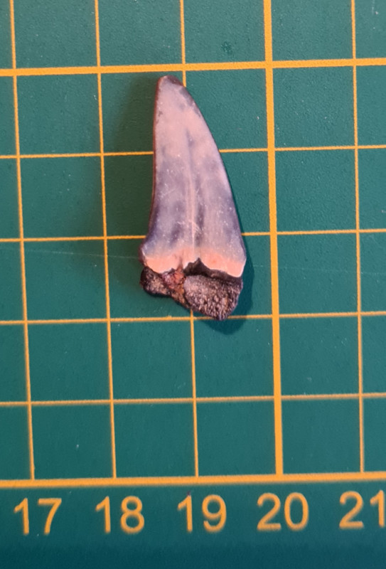 20250202_171854.jpg (513.12 KiB) 14030 keer bekeken 20250202_171854.jpg