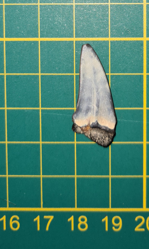 20250202_174419.jpg (670.16 KiB) 12501 keer bekeken 20250202_174419.jpg