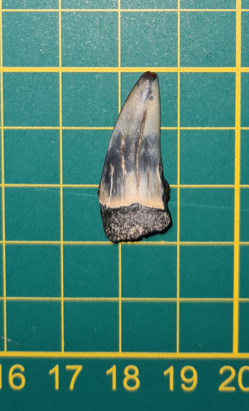 20250202_174409.jpg (637.42 KiB) 14054 keer bekeken 20250202_174409.jpg