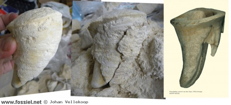 Praeradiolites cremersi Van de Geijn, 1940 Kalksteen van Meerssen - ENCI Maastricht Paleontica - Fossielendatabase x.jpg