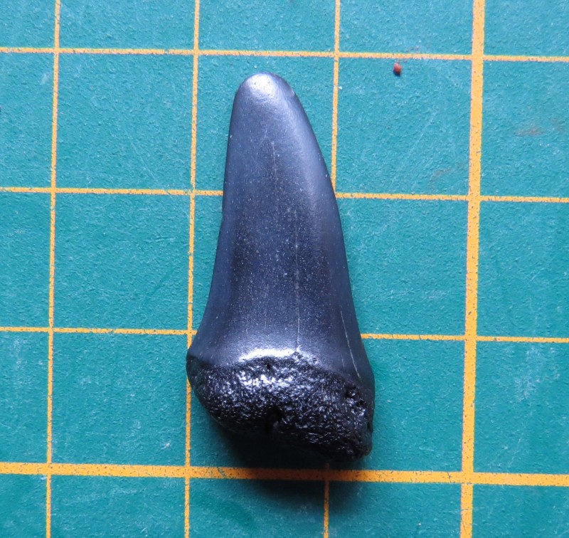 ZM 18-04-2020 Haai-1.jpg (643.35 KiB) 440 keer bekeken ZM 18-04-2020 Haai-1.jpg