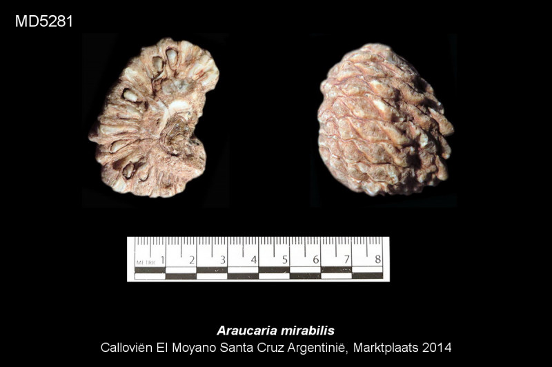 dMD5281.jpg