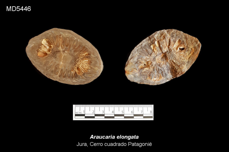 lMD5446.jpg