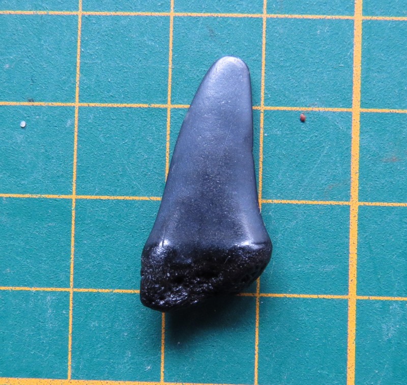 ZM 18-04-2020 Haai-2.jpg (734.61 KiB) 440 keer bekeken ZM 18-04-2020 Haai-2.jpg