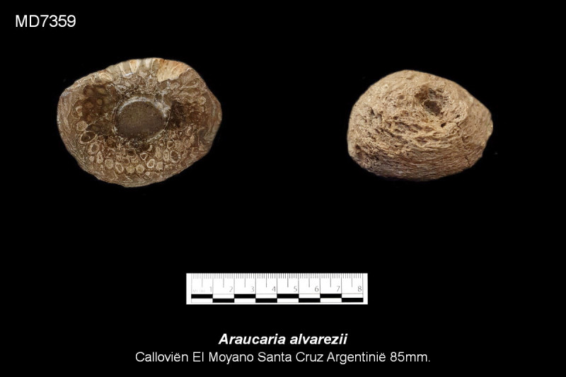 iMD7359.jpg