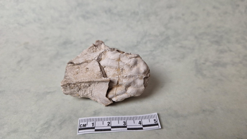 Oreodont endocast.jpg