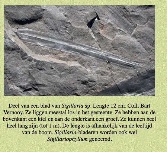 Sigilaria.png