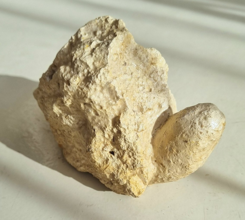 Bouxwiller crocodile egg 01.jpg