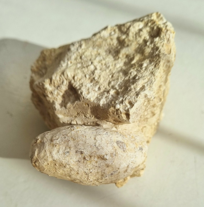 Bouxwiller crocodile egg 03.jpg