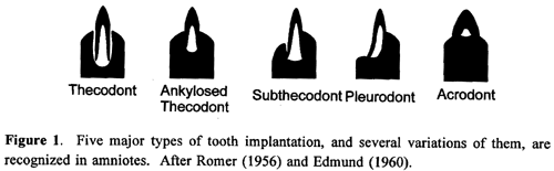 Tooth implantation.gif