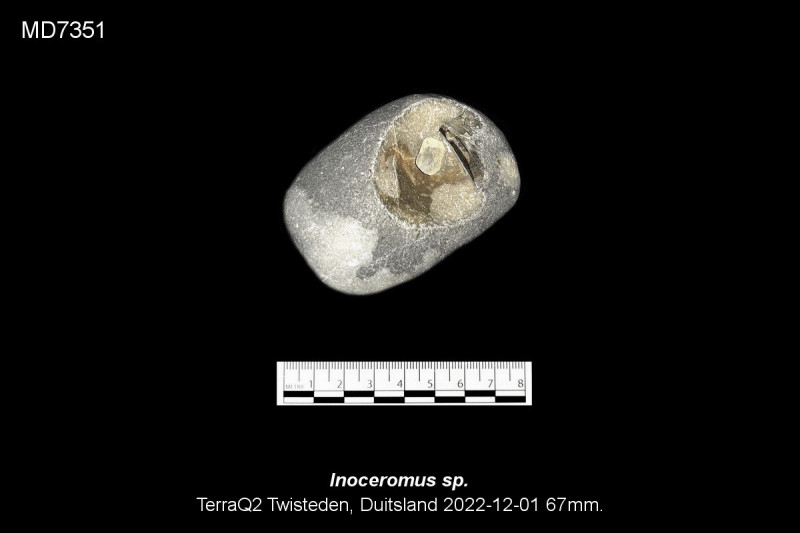 MD7351.jpg