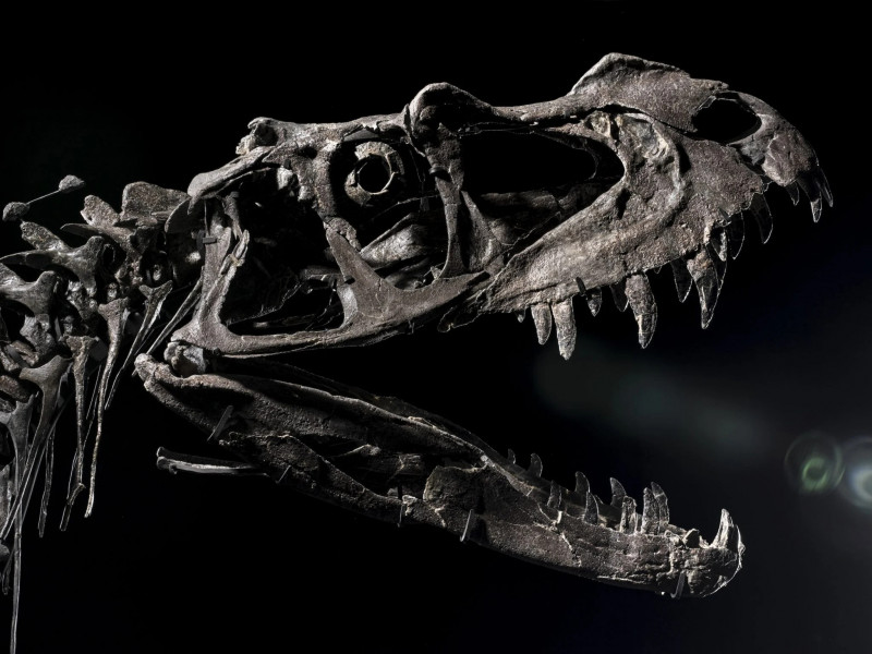 ceratosaurus-matthew-sherman-skull-2048x1536.jpg