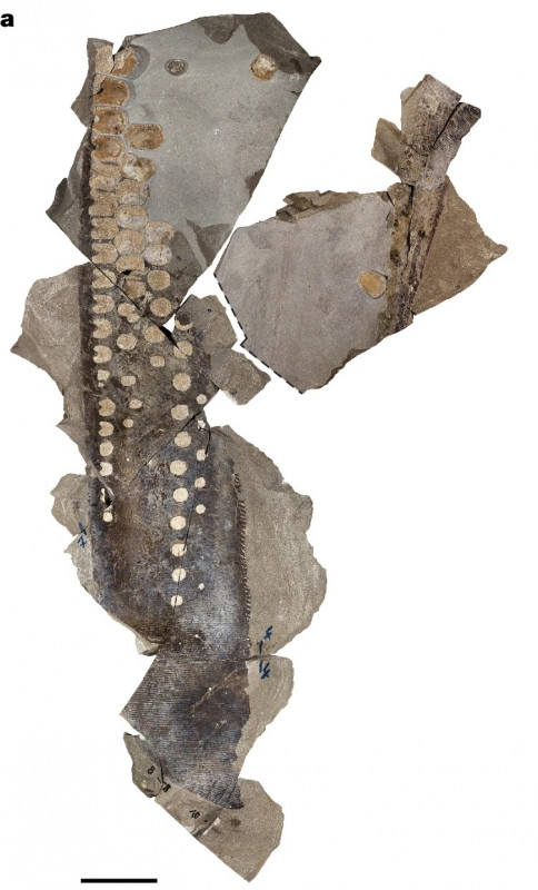 Temnodontosaurus trigonodon paddle with integuments.jpg
