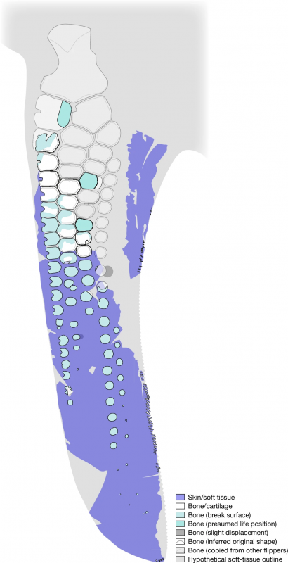 Temnodontosaurus trigonodon paddle with integuments drawing.png