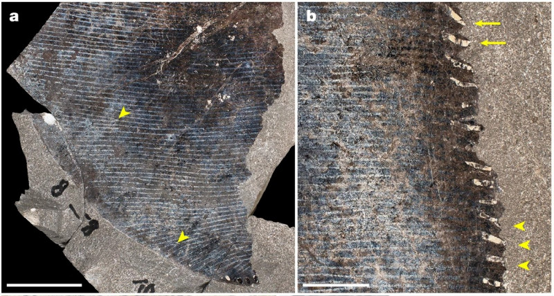 Temnodontosaurus trigonodon integument details.jpg