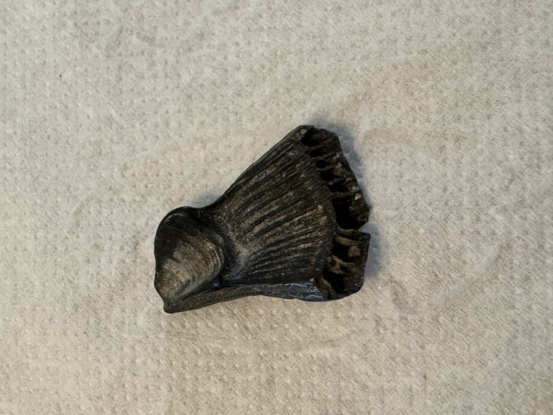 IMG_9245.jpeg (1.9 MiB) 467 keer bekeken IMG_9245.jpeg