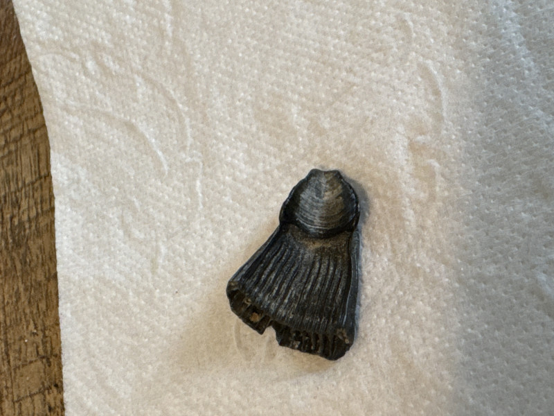 IMG_EDDB633B-26DC-4D77-83D9-CFD06D89FF17.jpeg (1.54 MiB) 468 keer bekeken IMG_EDDB633B-26DC-4D77-83D9-CFD06D89FF17.jpeg