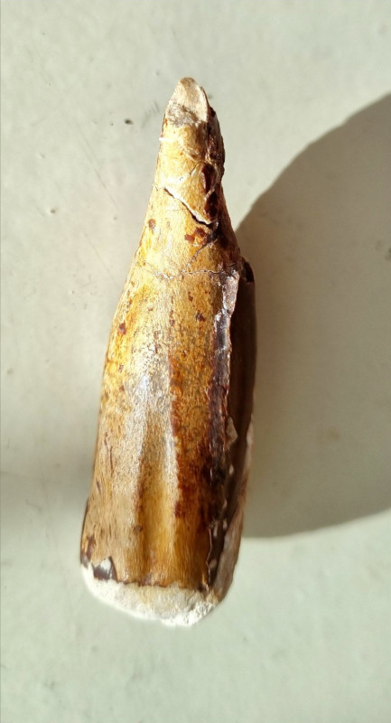 Grote Marokkaanse pliosaurus tand Goulmima Marokko 04.jpg