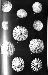 Ordovicische Zwerfsteensponzen (plate 1).jpg