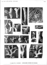 Bryozoaires Éocènes de la Belgique (plate 1).jpg