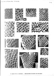 Bryozoaires Éocènes de la Belgique (plate 2).jpg