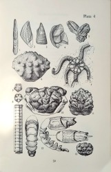 British Caenozoic Fossils (plate).jpg