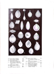 Nieuwe Geologisch-Paleontologische (plate).jpg