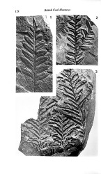 Plant Fossils of the British Coal Measures (plt 1).jpg