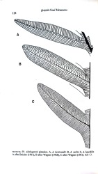 Plant Fossils of the British Coal Measures (plt 2).jpg