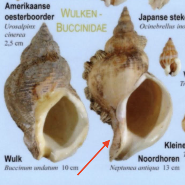Scherm­afbeelding 2025-08-10 om 22.57.04.png