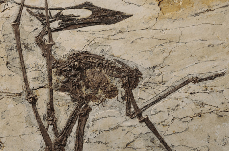 Sinopterus atavismus with gut content.jpg