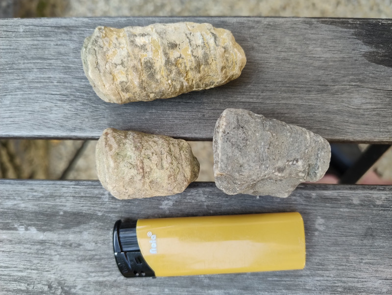 Rudisten, Radiolites?